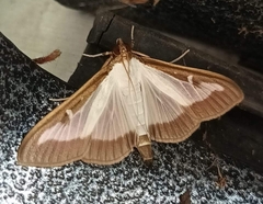 Cydalima perspectalis