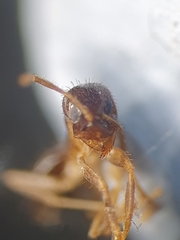 Nylanderia jaegerskioeldi