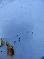 Klambothrips myopori