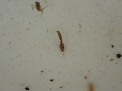 Austrosimulium
