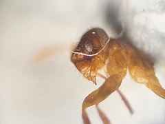 Nylanderia jaegerskioeldi