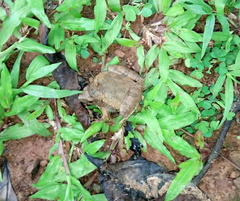 Microhyla berdmorei