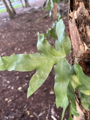 Polypodiaceae