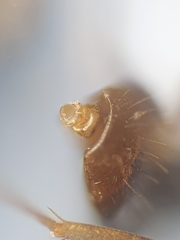 Nylanderia jaegerskioeldi