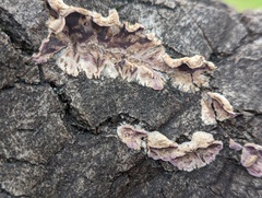 Chondrostereum purpureum