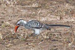 Tockus erythrorhynchus