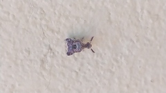 Penthobruchus germaini