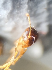 Nylanderia jaegerskioeldi