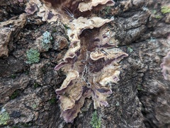 Chondrostereum purpureum