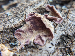 Chondrostereum purpureum