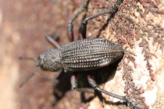 Aegorhinus suturalis