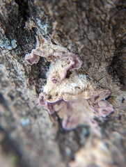 Chondrostereum purpureum