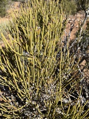 Ephedra viridis