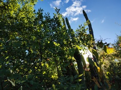 Stenocereus thurberi