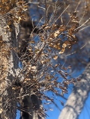 Quercus grisea