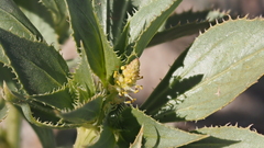 Stillingia spinulosa