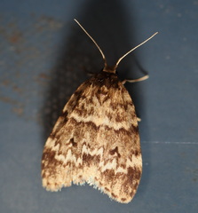 Scaphidriotis xylogramma
