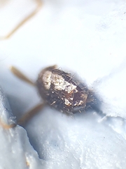 Nylanderia jaegerskioeldi