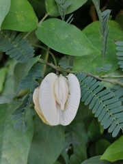 Centrosema pubescens