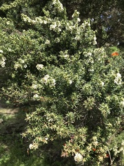 Kunzea robusta