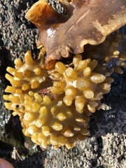 Saccorhiza polyschides