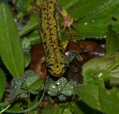 Triturus pygmaeus