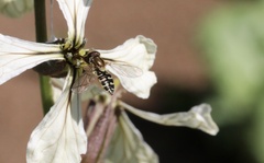 Toxomerus vertebratus