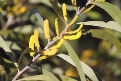 Acacia cowleana