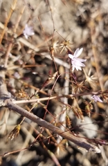 Lessingia micradenia