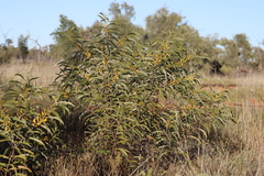 Acacia cowleana