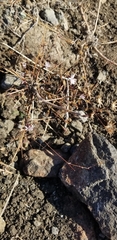 Lessingia micradenia