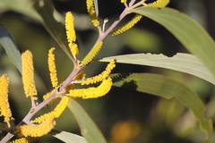 Acacia cowleana