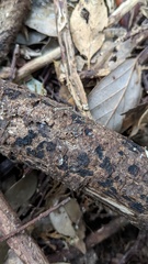 Resupinatus applicatus