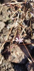 Lessingia micradenia