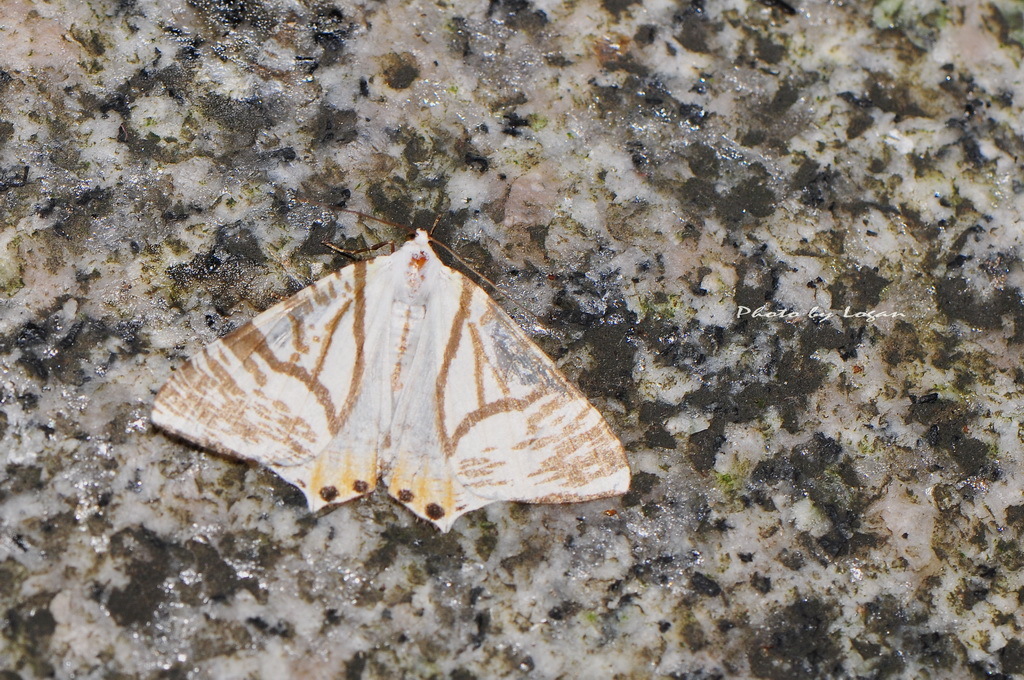Ourapteryx ramosa