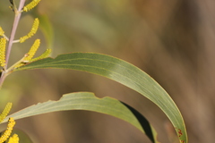 Acacia cowleana