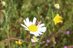 Pseudovadonia livida