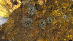 Resupinatus applicatus