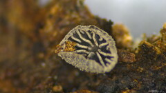 Resupinatus applicatus