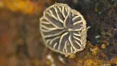 Resupinatus applicatus