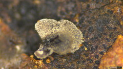 Resupinatus applicatus