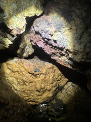 Crinia pseudinsignifera