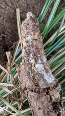 Resupinatus applicatus