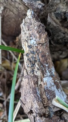 Resupinatus applicatus