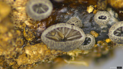 Resupinatus applicatus