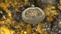 Resupinatus applicatus