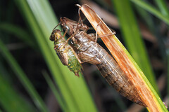 Hydrobasileus brevistylus