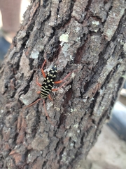 Placosternus erythropus