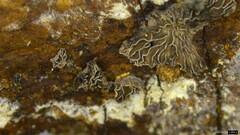 Resupinatus applicatus