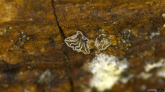 Resupinatus applicatus